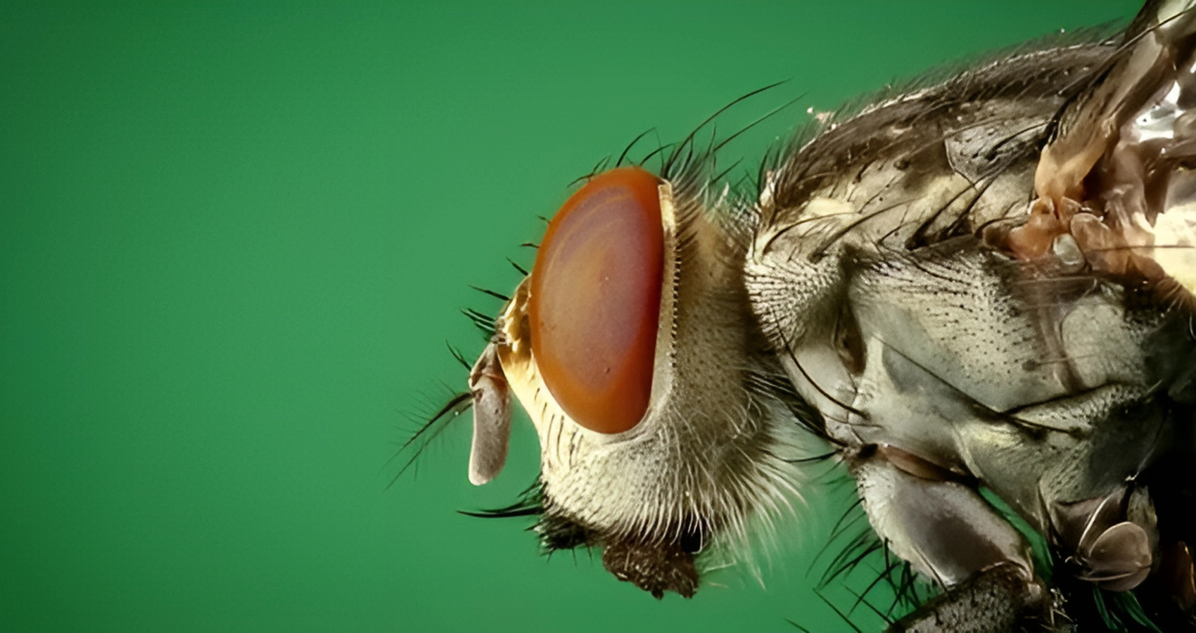 fly control central london, vermin contral central london