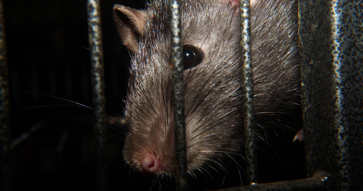 rodent proofing central london, rat infestation central london