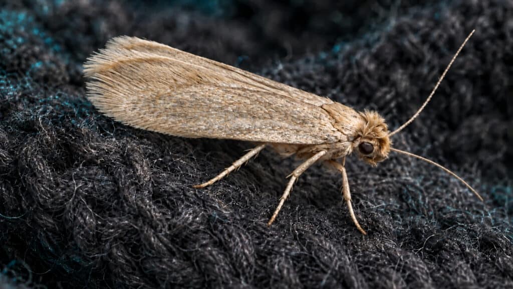 Clothes moths breed in and around dark, undistrubed spaces inside wardrobes, storage spaces, carpets and other areas where they can breed.