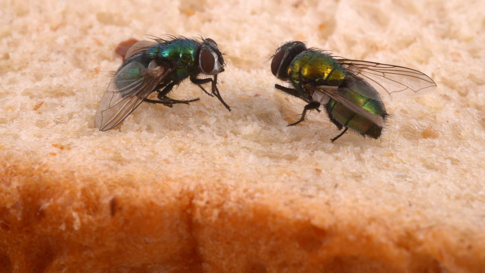 fly problem in summertime, two blue bottles feeding, central london pest control