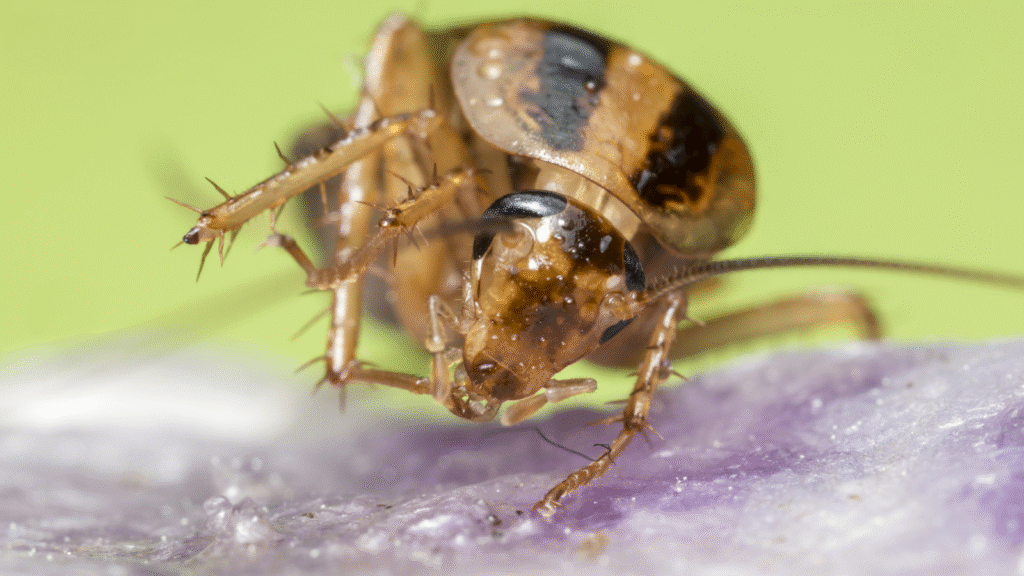 cockroach infestations, high winter activity, pest control specialists, cockroach removal, expert cockroach control