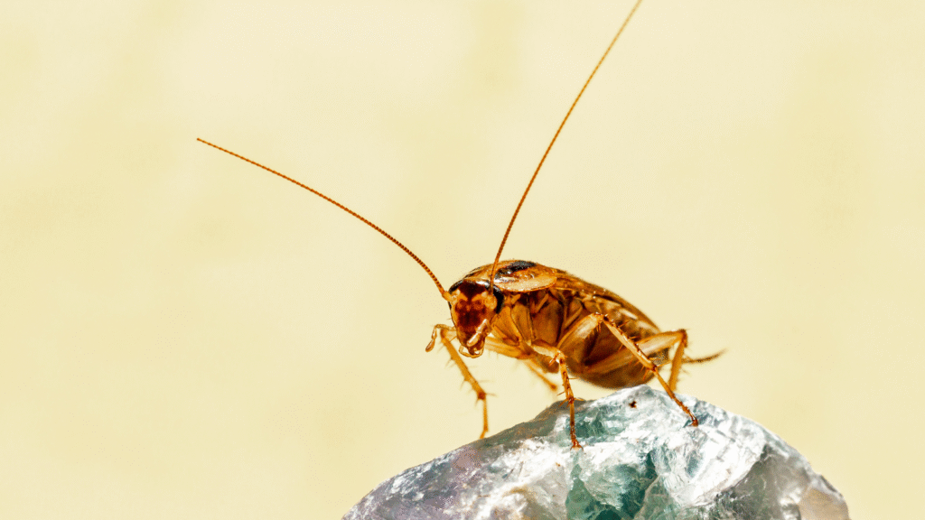 cockroach infestations, high winter activity, pest control specialists, cockroach removal