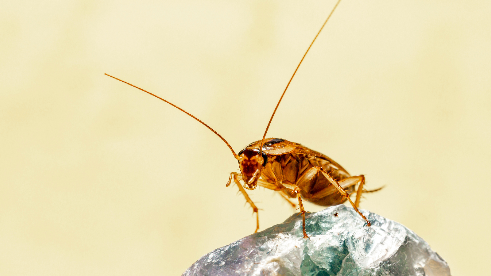 cockroach infestations, high winter activity, pest control specialists, cockroach removal