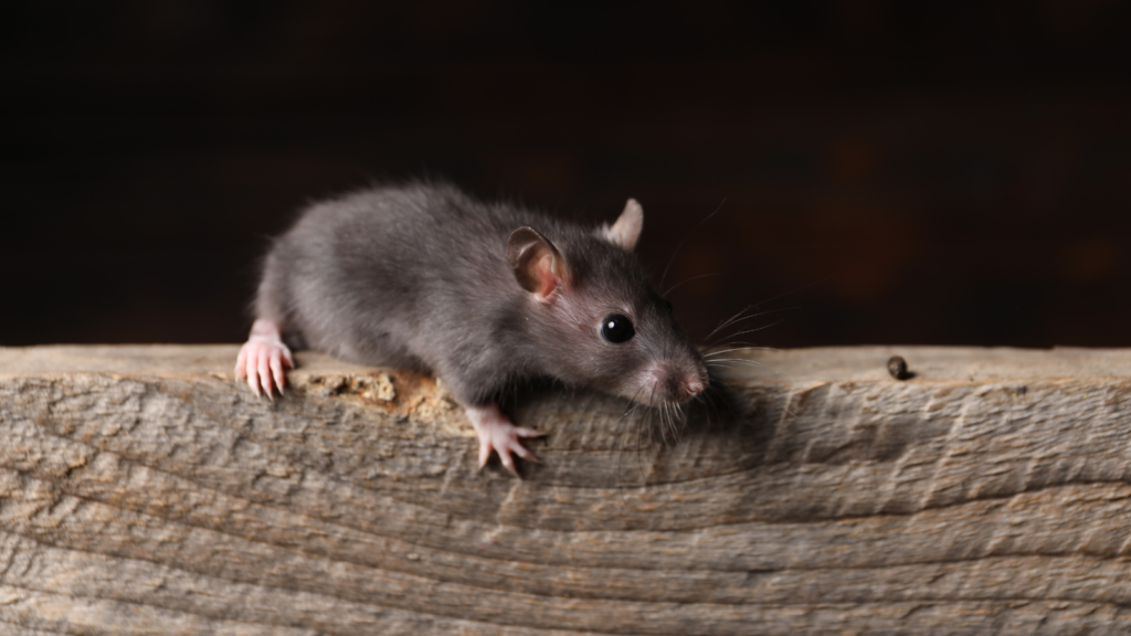 mice indoors, droppings, pest control, mice control & removal