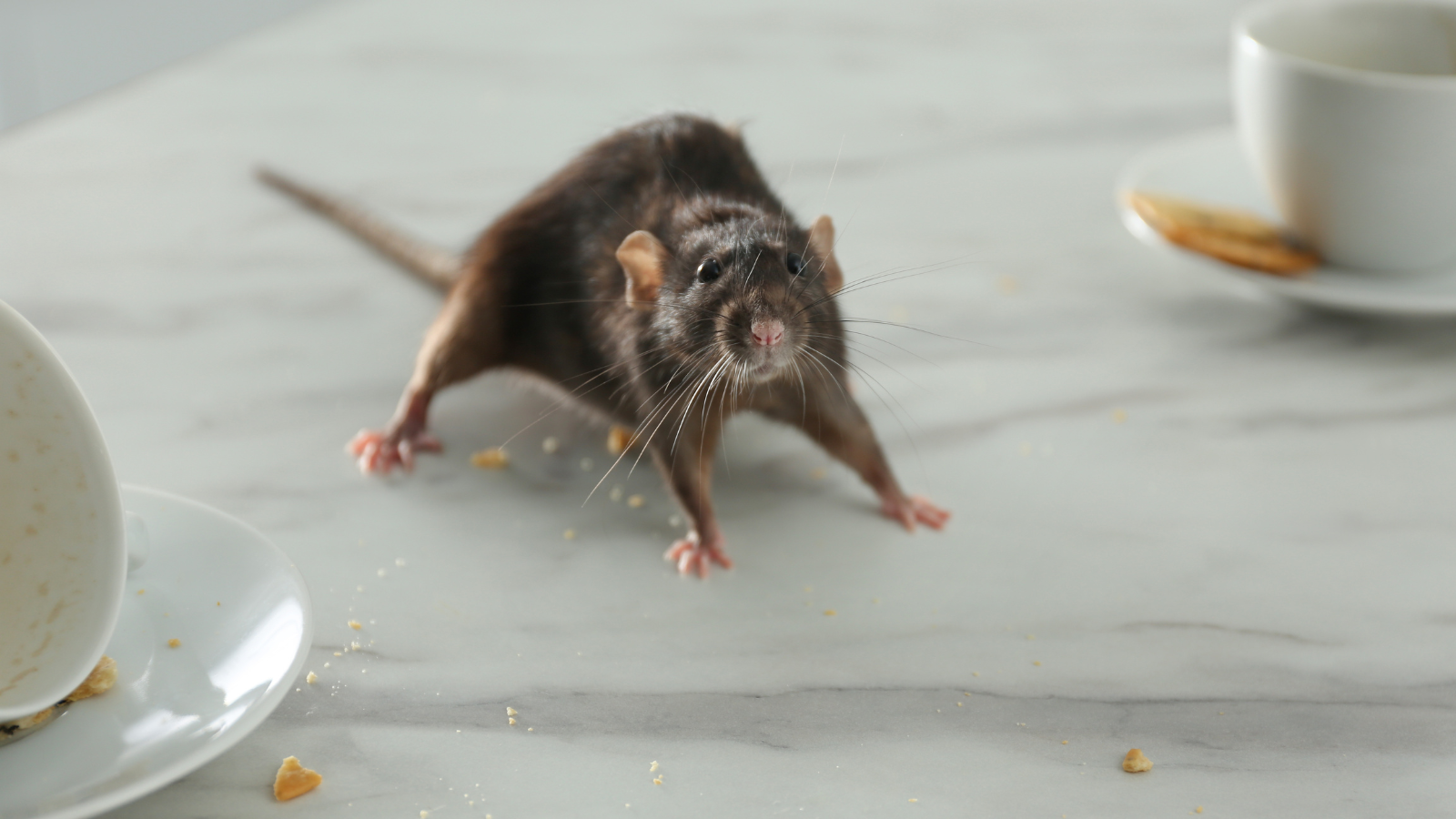 mice in kitchen, mice indoors, mouse infestation, mice removal, pest control, mice control