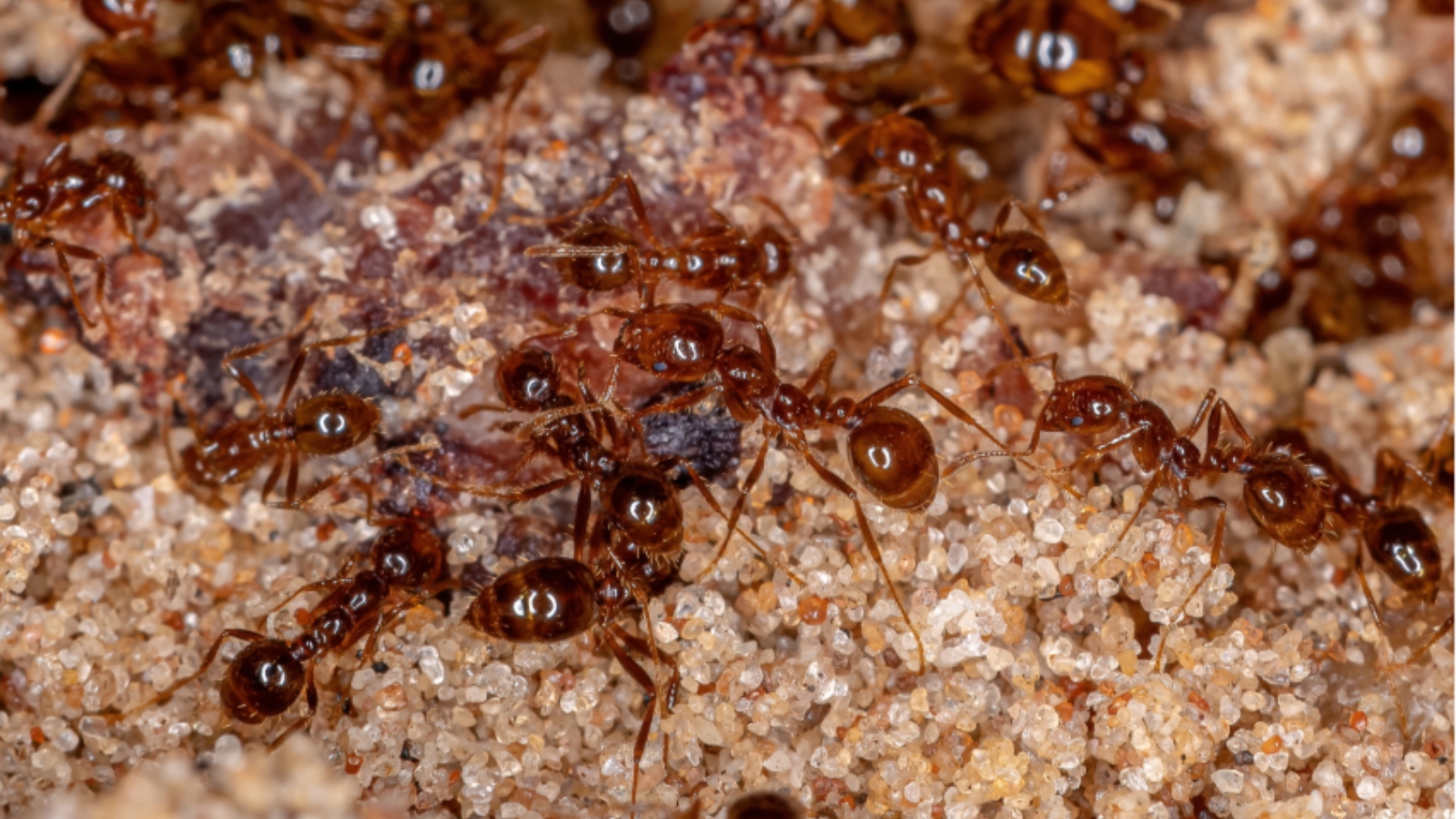 ant control, ant control services, ant control london, pest control london