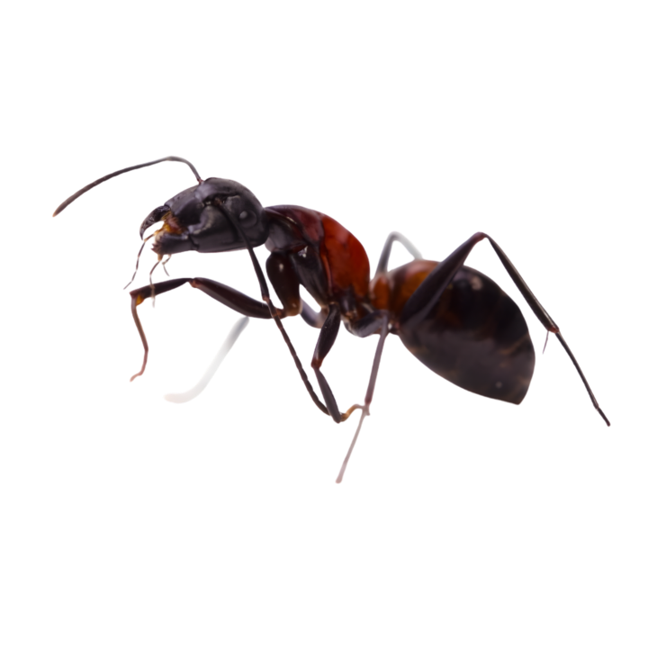 ant control, bug control, ant removal london, ant control london