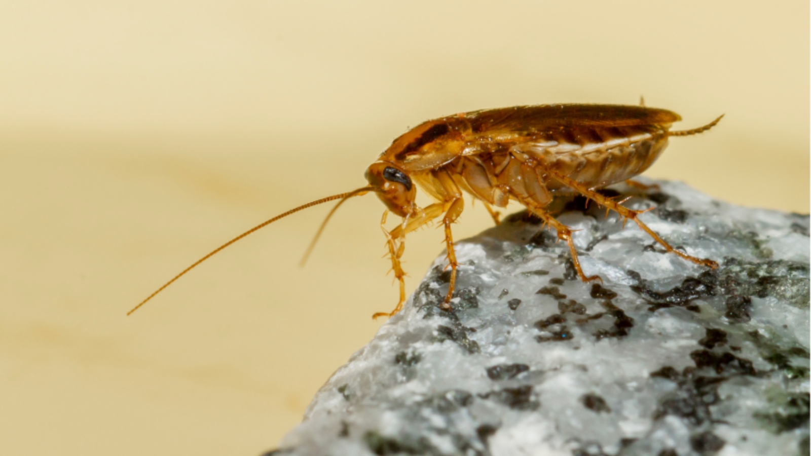 cockroach control, cockroach control services, cockroach control london, pest control london