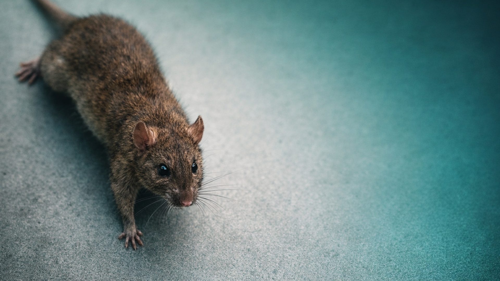 expert pest control, pest control experts, fast pest control, effective pest control