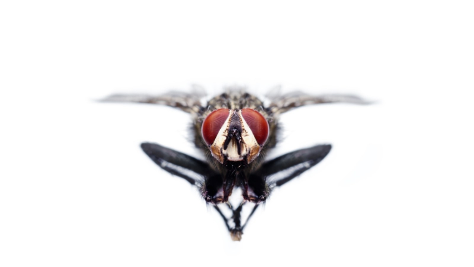 fly control, fly control services, fly control london, pest control london