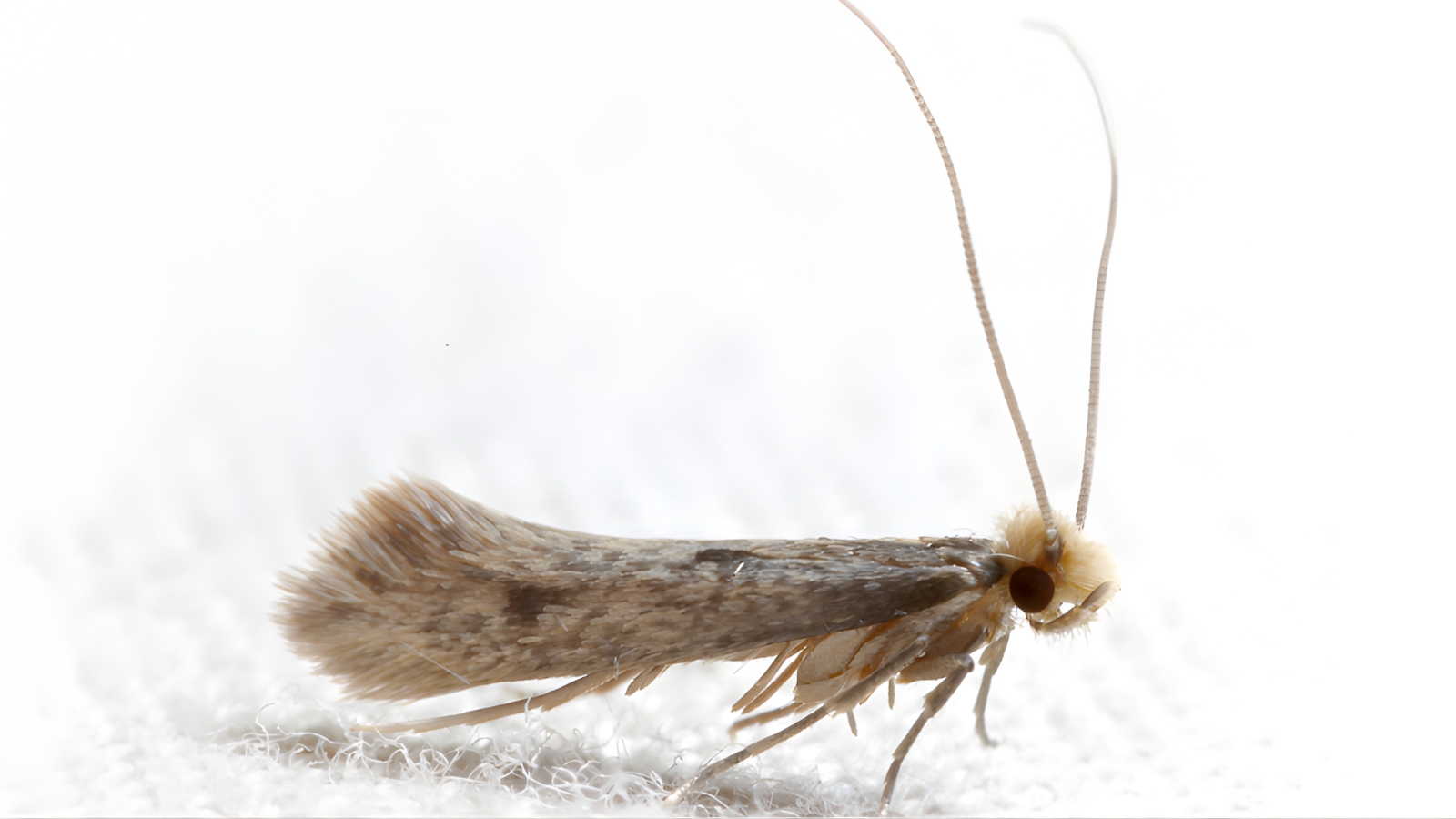 moth control, moth control services, moth control london, pest control london