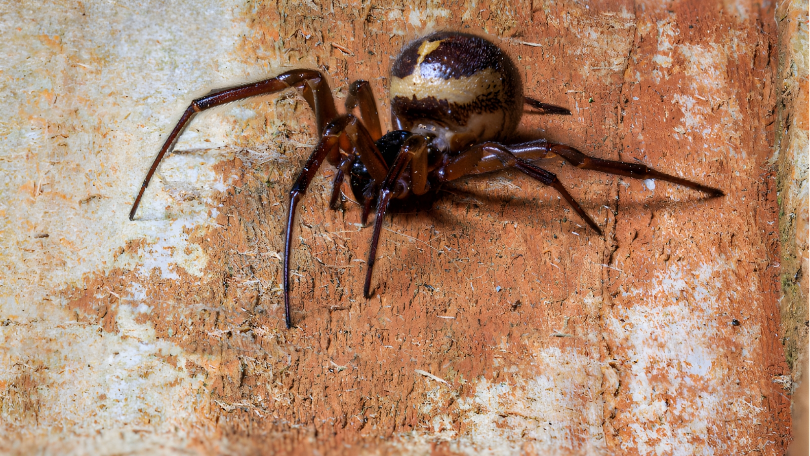 spider control, spider control services, spider control london, pest control london