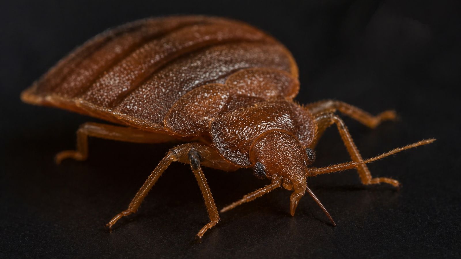 bed bug treatment soho, bed bug control, bed bug removal, bug removal, up close bed bug, pest control professional, expert pest control