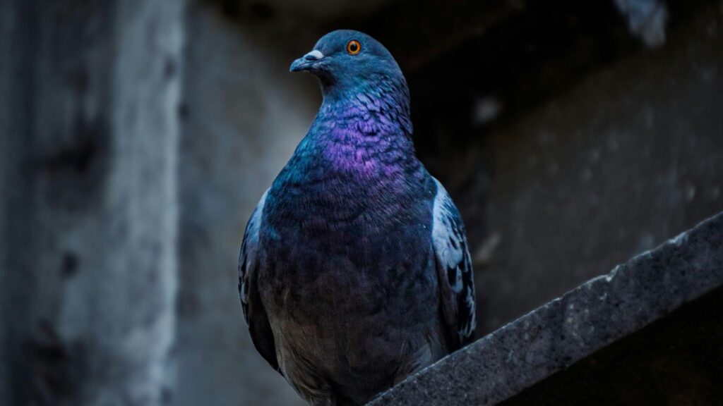 pigeon removal, pigeon control, bird control, pigeons, pest control, pest control reviews london, bird control london, pigeon removal london