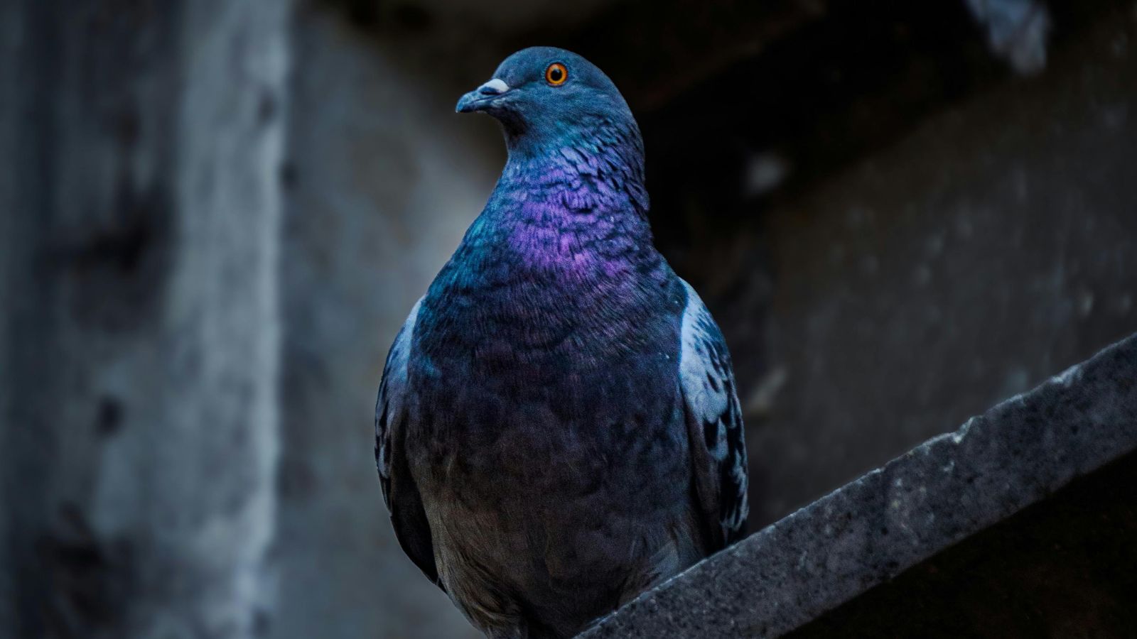 pigeon removal, pigeon control, bird control, pigeons, pest control, pest control reviews london, bird control london, pigeon removal london
