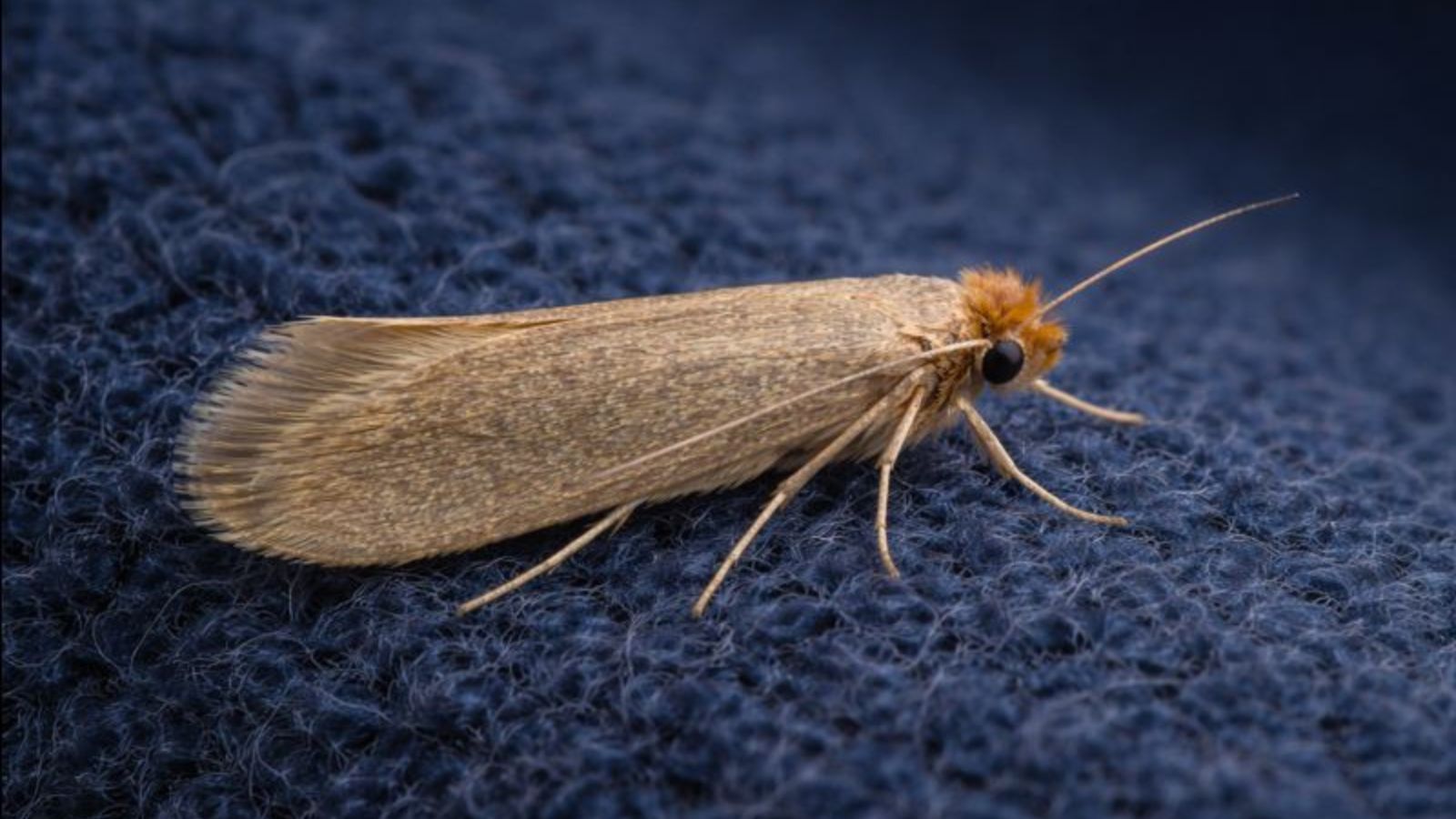 clothes moth treatment, moth treatment, clothes moth removal, moth removal, pest control specialist, expert pest control