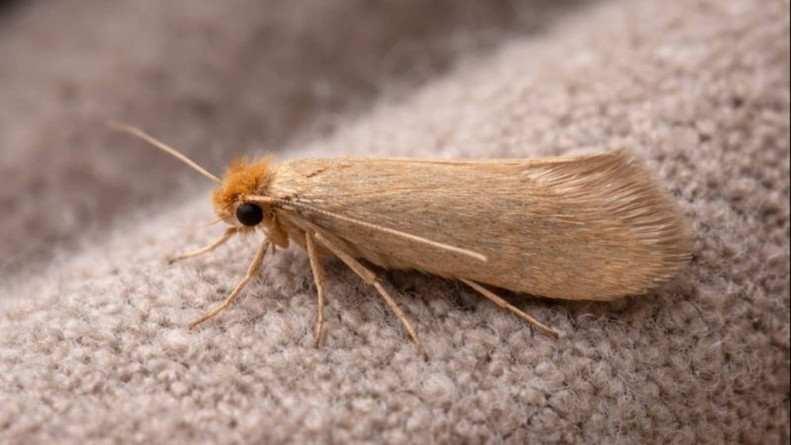 clothes moth treatment, moth treatment, clothes moth removal, moth removal, pest control specialist, expert pest control