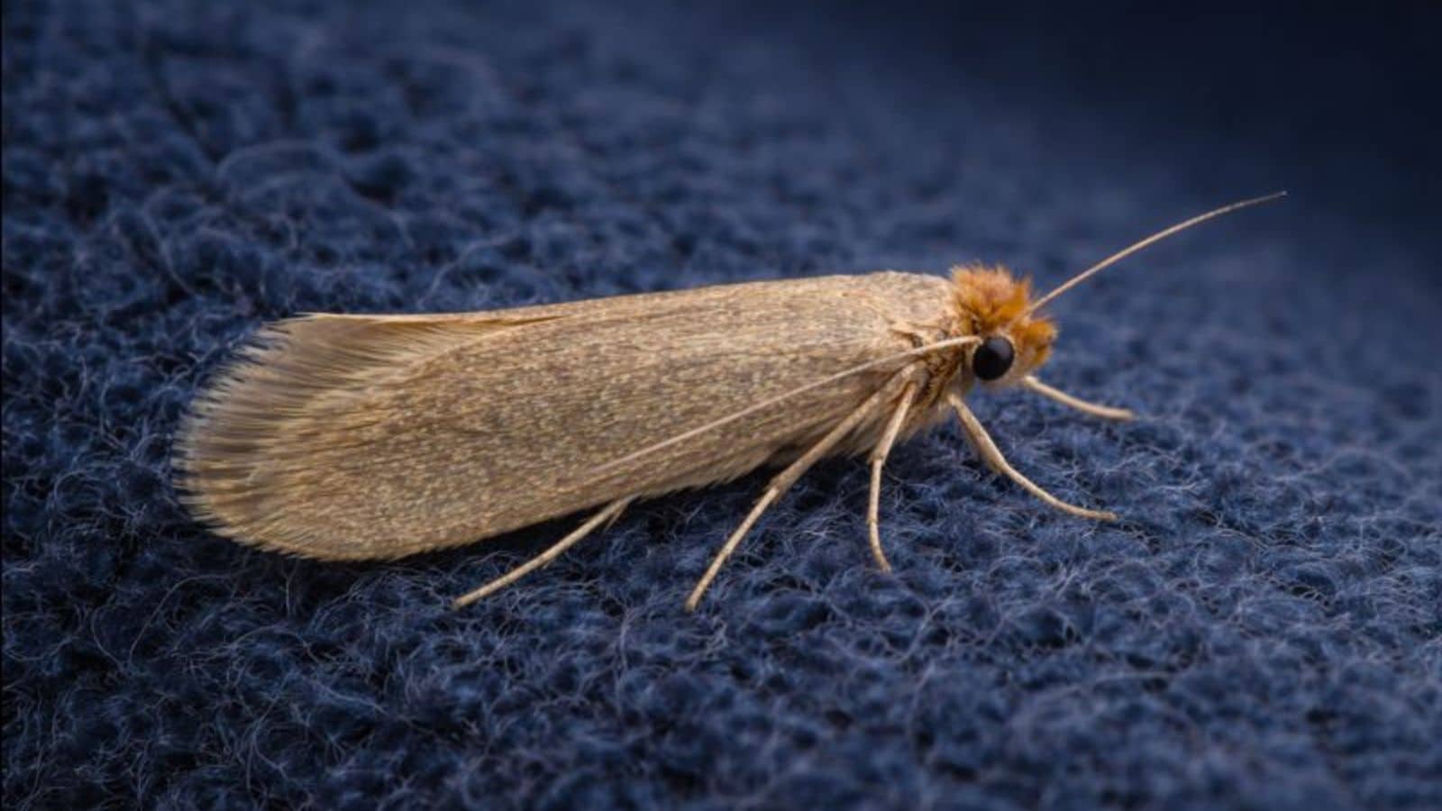 clothes moth treatment, moth treatment, clothes moth removal, moth removal, pest control specialist, expert pest control