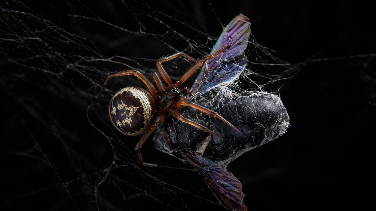 false widow spider removal soho, spider control, false widow spider removal, spider infestation, false widow infestation