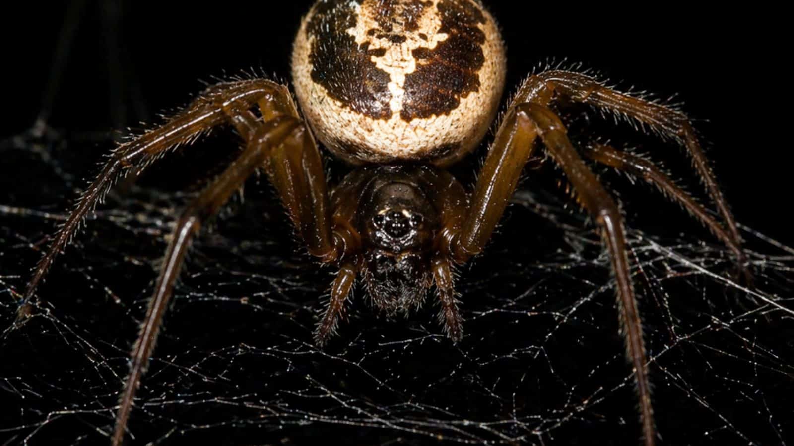 false widow removal, spider control, false widow spider removal, spider infestation, false widow infestation