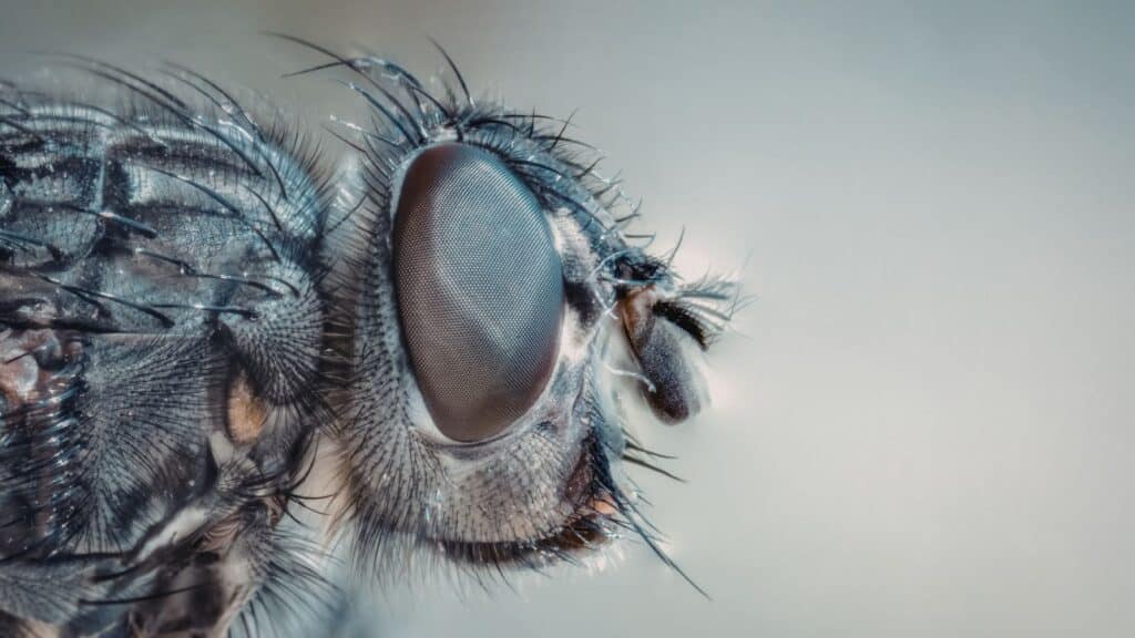 flies, fly infestation, fly control, pest control specialist, fly removal, fly treatment