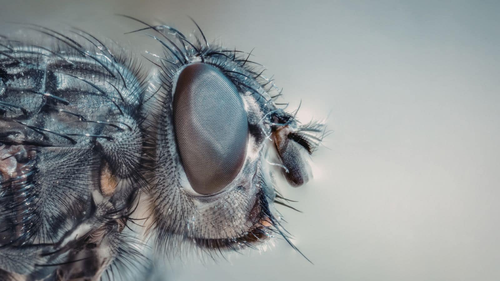 flies, fly infestation, fly control, pest control specialist, fly removal, fly treatment