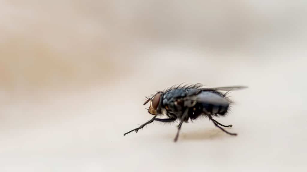 fly infestation, fly control, pest control specialist, fly removal, fly treatment