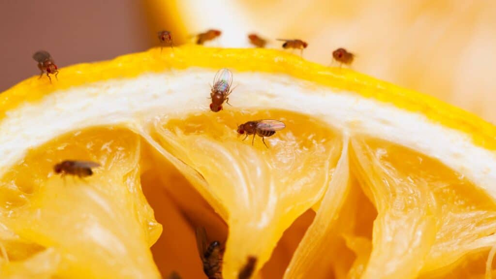 fly infestation, fly control, pest control specialist, fly removal, fly treatment