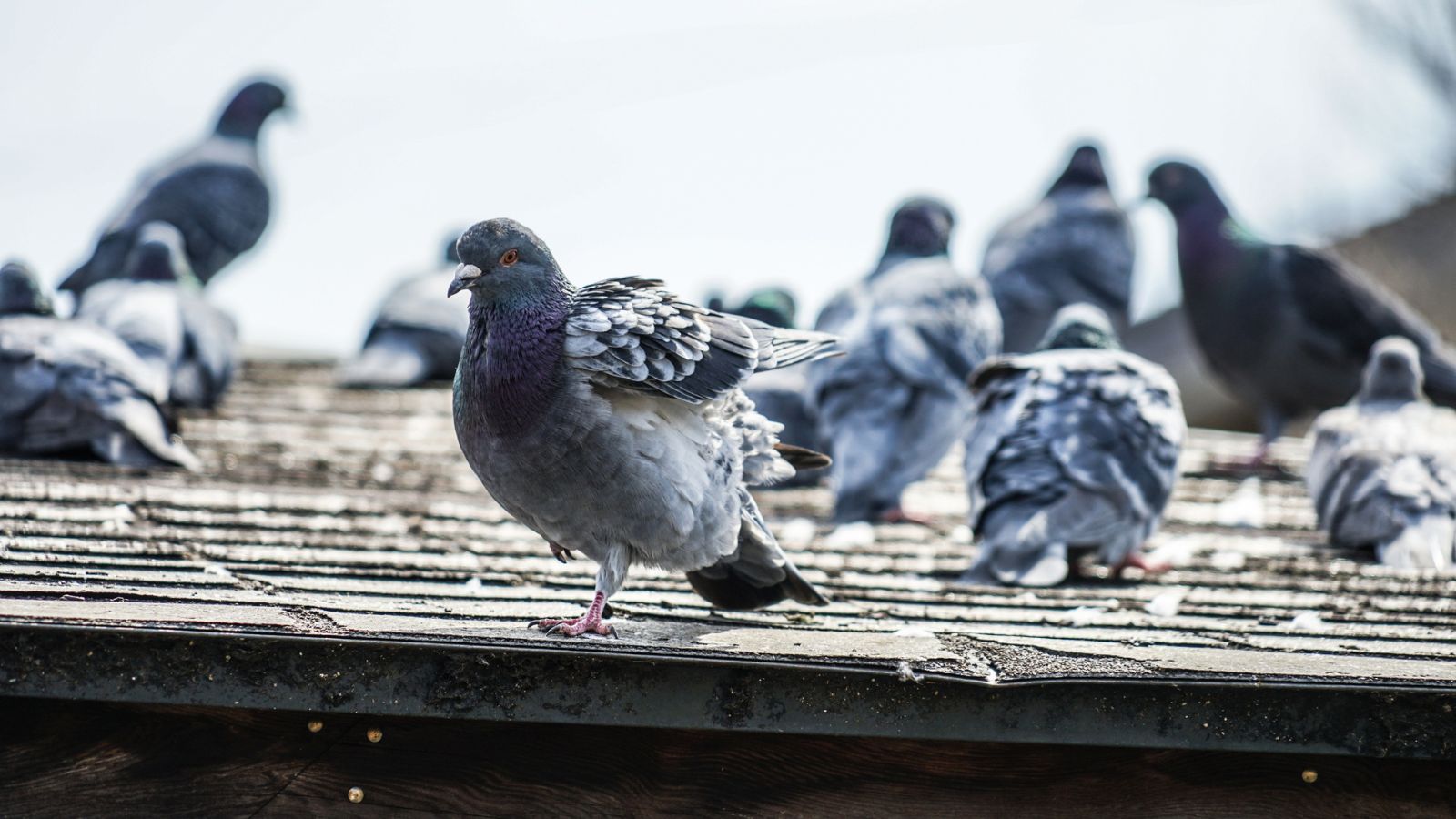 pigeon removal central london, pigeon control, bird control, pigeons, pest control, pest control reviews central london