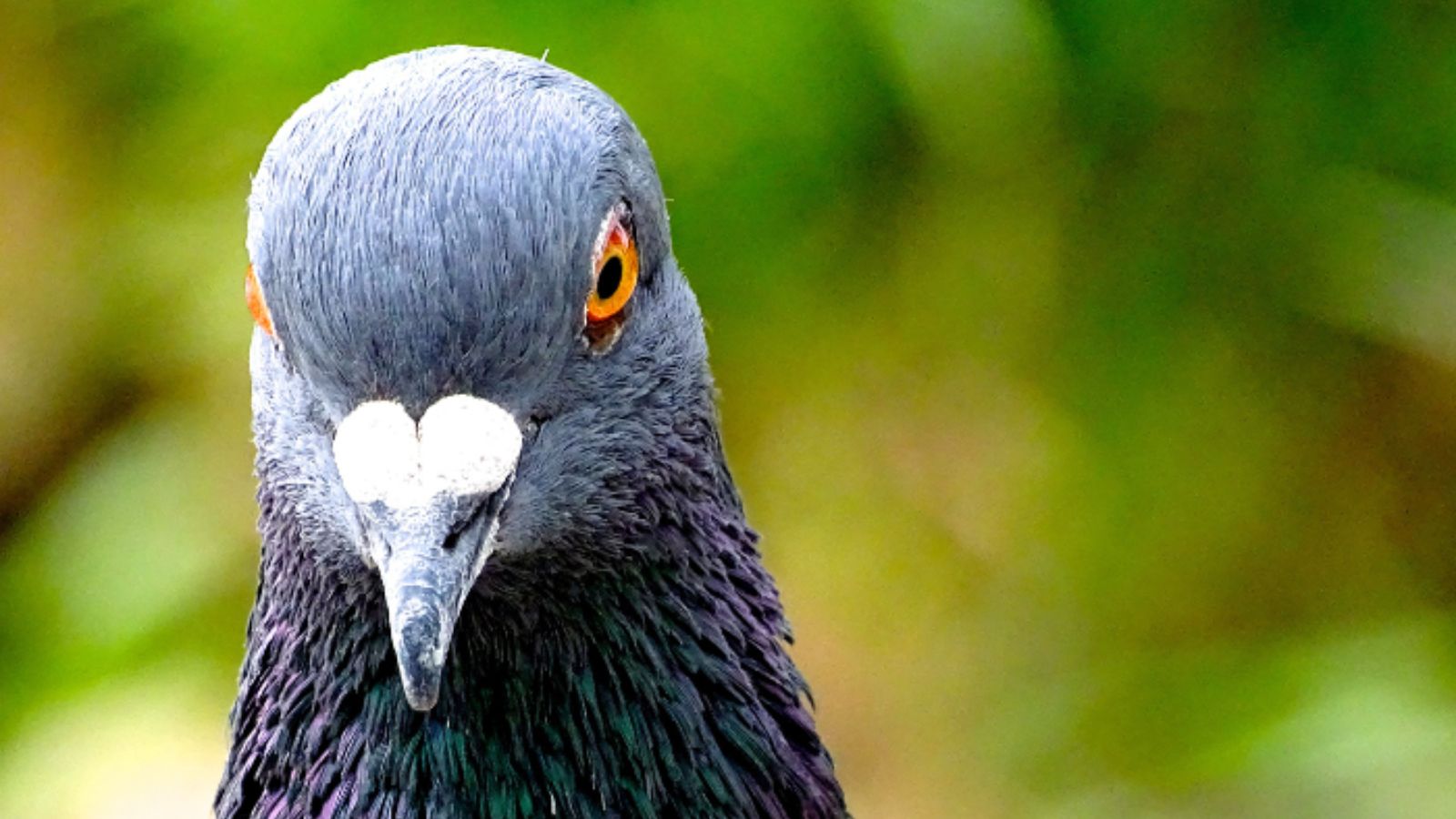 professional pigeon removal soho, humane pigeon removal, pigeon control, bird control, pigeons, pest control, pest control reviews london, bird control london, bird control soho, pigeon control soho