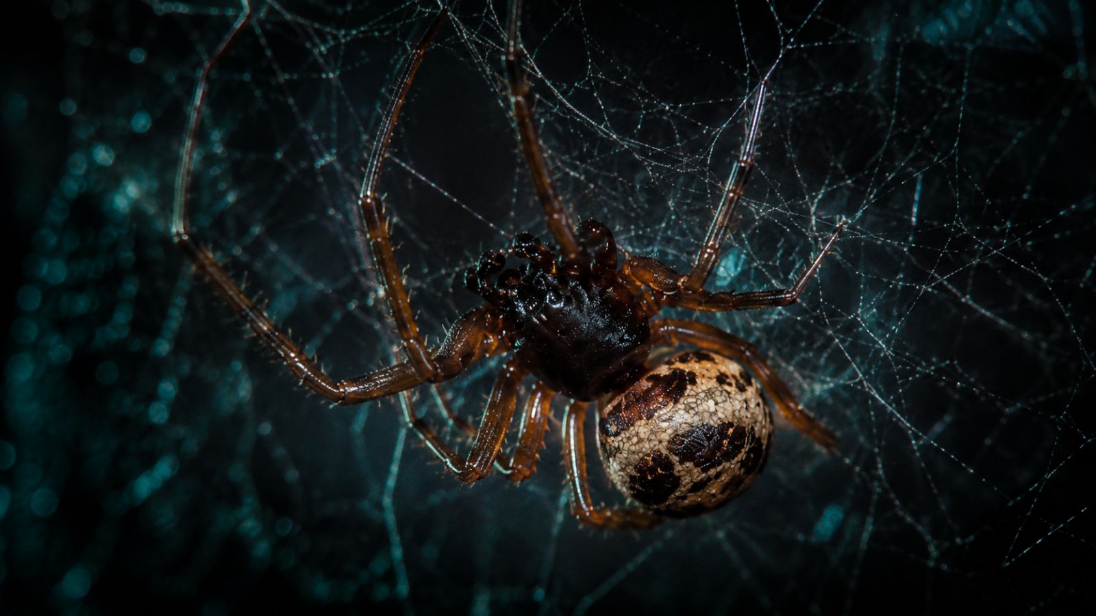 A false widow constructing a web. Obsidian are experts in removing and controlling false widow infestations, whether its a one off job or ongoing pest managemetn. What to do if you spot a false widow, spotted a false widow spider, false widow sighting, professional pest control, false widow spider removal, false widow control, false widow spider control, false widow spider removal