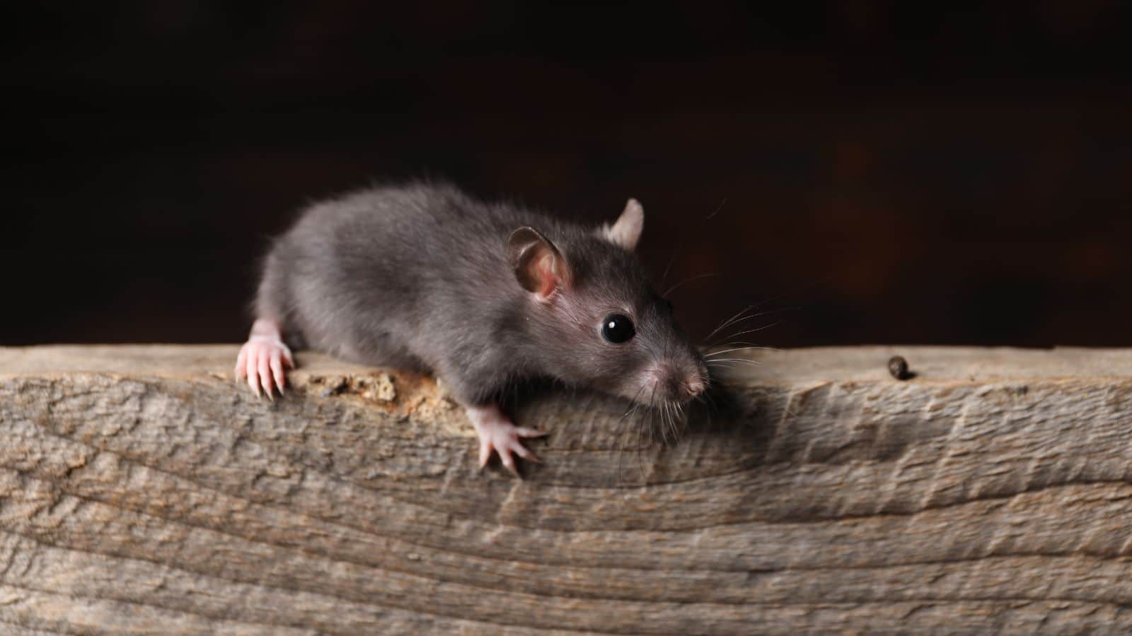 mice control Soho, mice removal in Soho, mouse in house, mouse in premises, professional mice control, professional mice removal, expert pest control