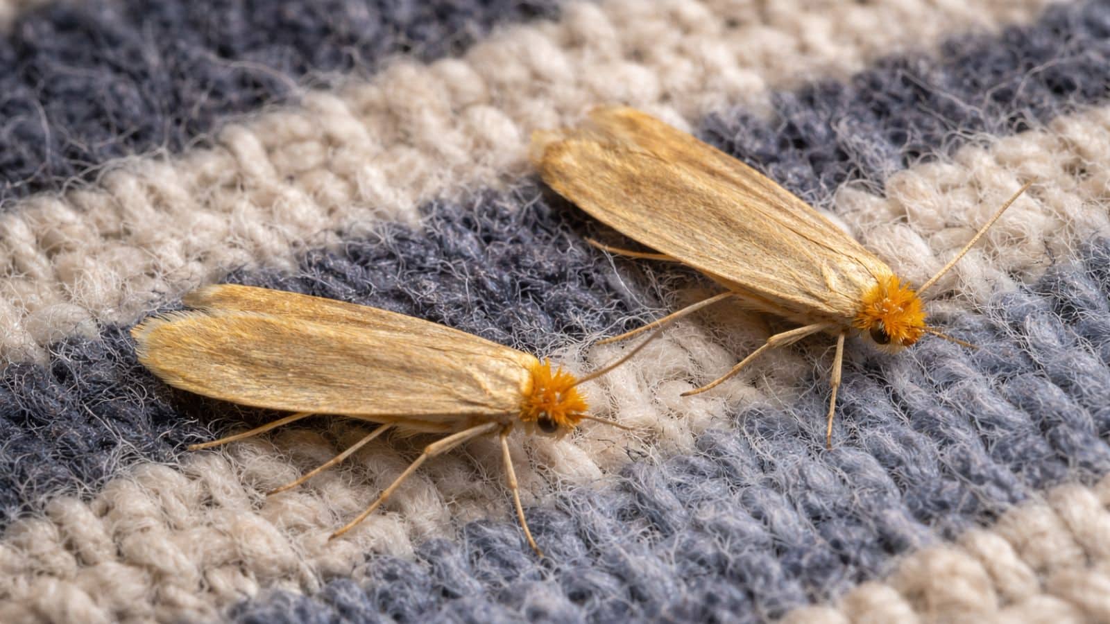 two clothes moth positioned on white & blue fabric, clothes moth control in fitzrovia, professional clothes moth treatment in fitzrovia, common clothes moth treatment in fitzrovia, fast moth treatment, moth control, moth removal, clothes moth control in london
