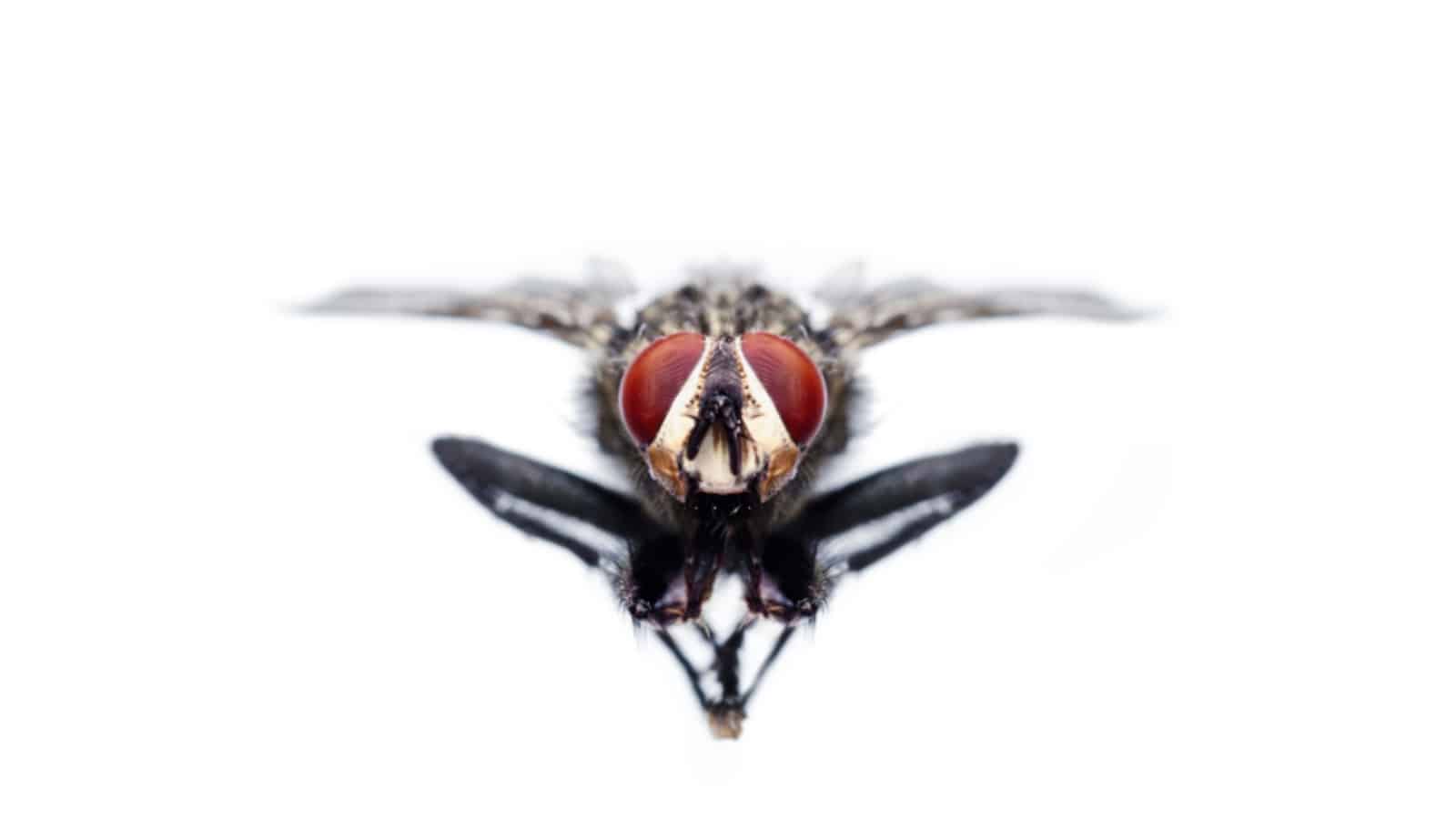 fly control in soho, fly control, fly removal, fly problem, domestic fly removal, commercial fly removal, professional fly control, expert fly removal