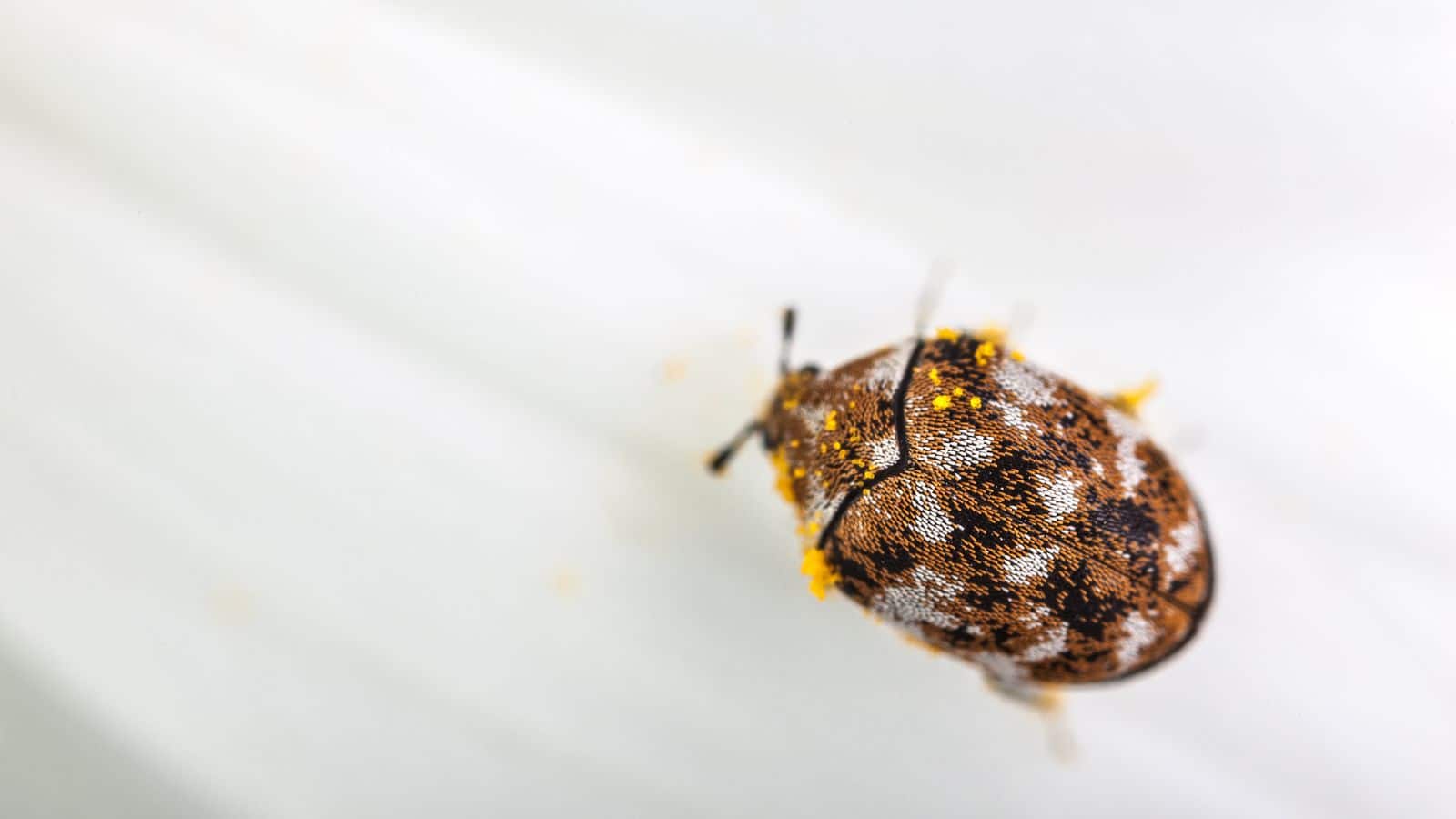 Obsidian are a qualified, insured pest control company in central london. Treating domestic and commercial carpet beetle infestations. This shows a birds eye view of a varied carpet beetle on a journey across some white fabric. The distinctive coloured brown, yellow and white spots helps to tell it apart from other insects.