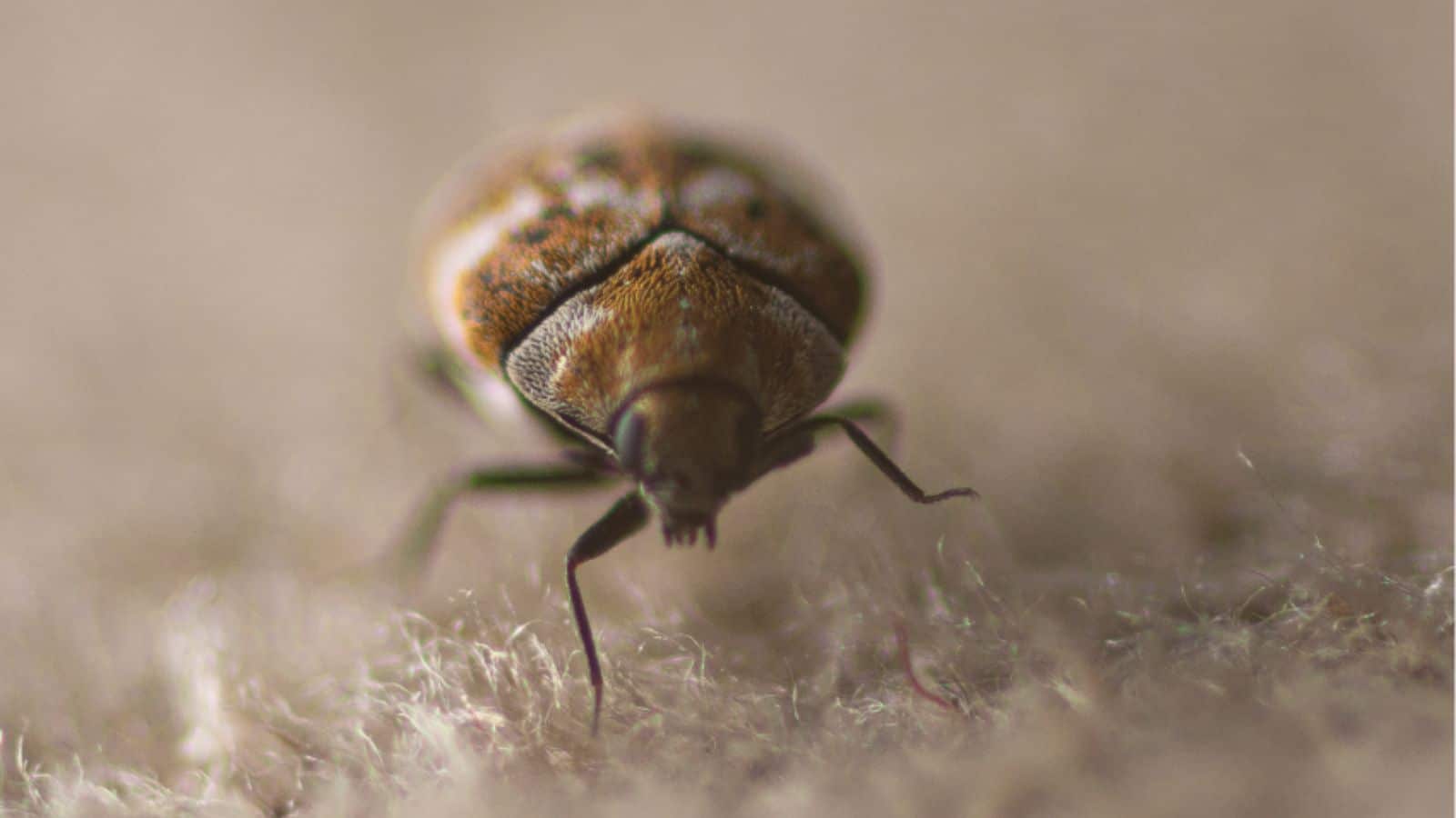 varied carpet beetle navigating across some woollen carpet/fabric. Can cause serious damage to your personal belongings if left untreated.