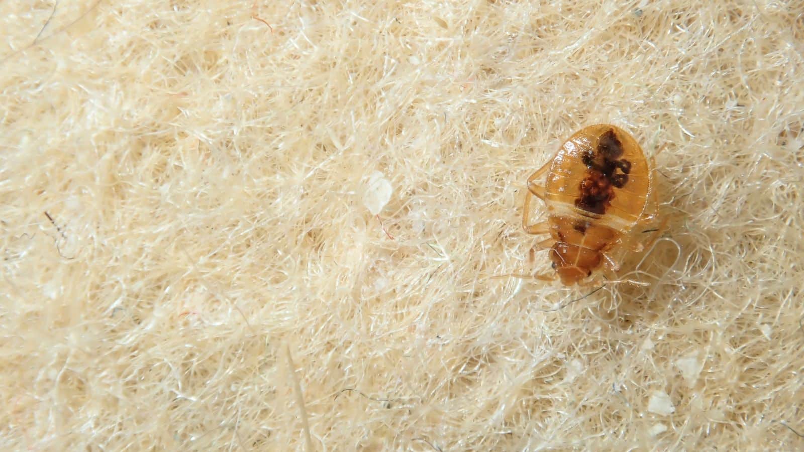 An up close image of a bed bug after feeding on a host, a common pest found in Central london properties, with the potential to cause harm and spread diseases if left unchecked. Heat pod treatment helps to target the infestation at the source, without harmful chemicals, making it ideal for sensitive areas. Obsidians heat pods provide effective removal and control of bed bugs and other insects infesting properties throughout the city.