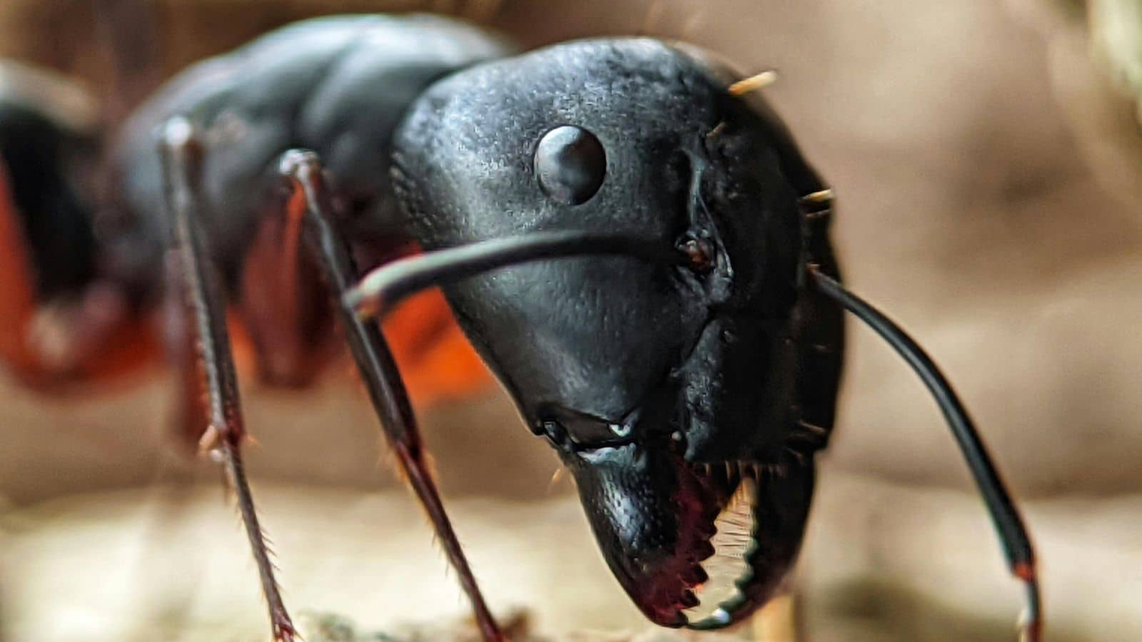Ant control in central london, showing a black ant. Professional pest control company in central London