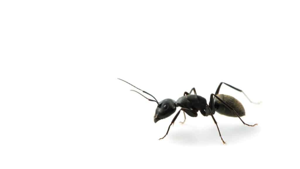 Ant control in london, showing a black ant. Professional pest control company in London