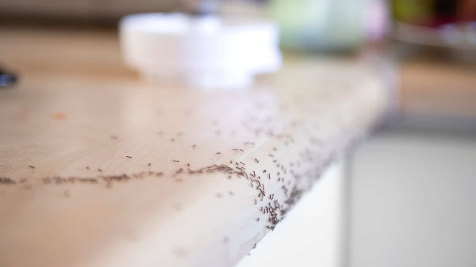 Ant control in london, showing a black ant infestation in a building. Professional pest control company in London