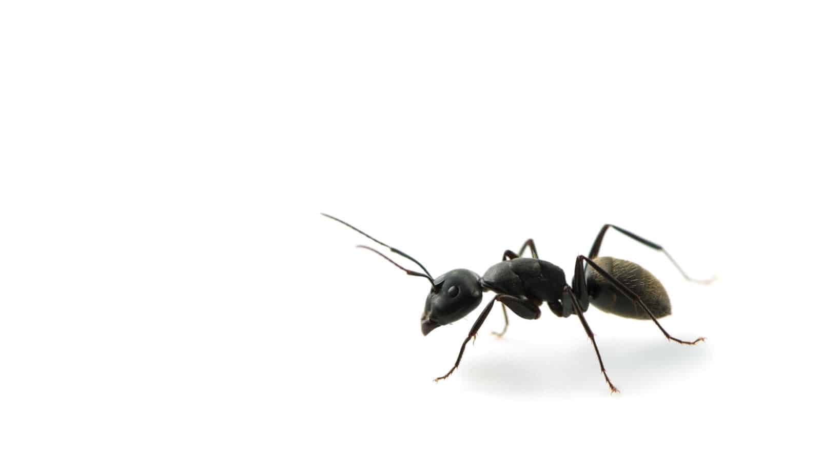 Ant control in central london, showing a black ant. Professional pest control company in central London