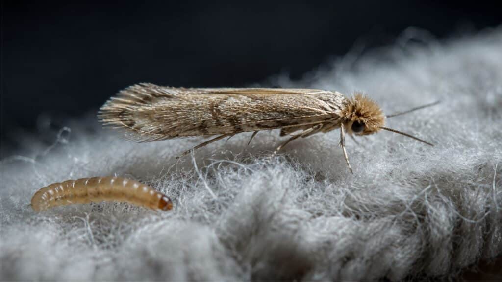 clothes moth and larvae found on wool, a preferred meal for these pests. The fabric contains proteins which the larvae feed on, before growing and hatching into an adult moth. Obsidian provide targeted moth control treatments in the form of heat, to eradicate pests at the source and protect your cherished belongings.