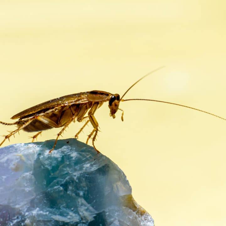 german cockroach on top of a surface, its long antennae and patterned shoulders clearly identify this as a common London, UK pest.