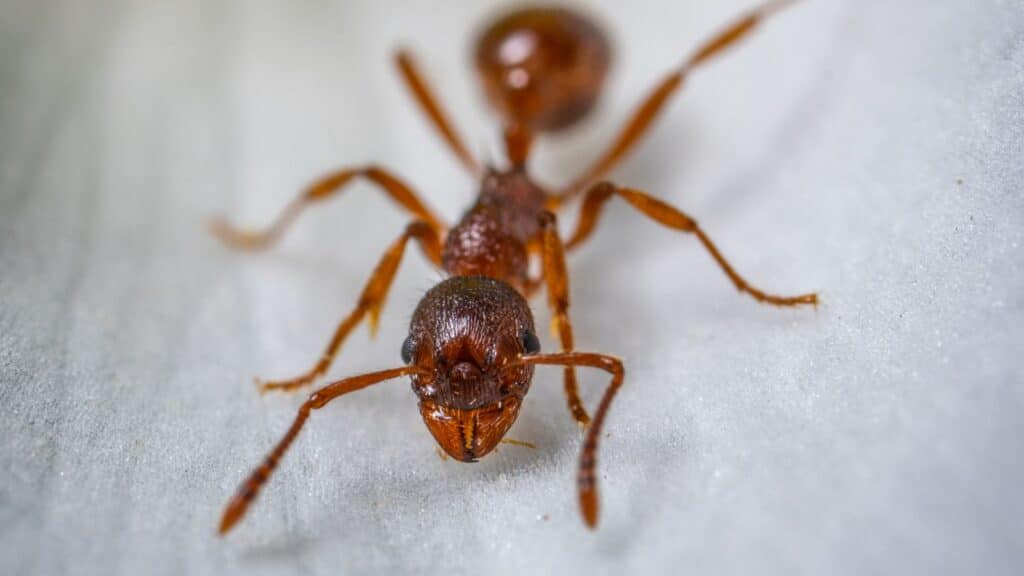 Rapid ant control professionals in London, showing a red ant. Professional pest control company in London