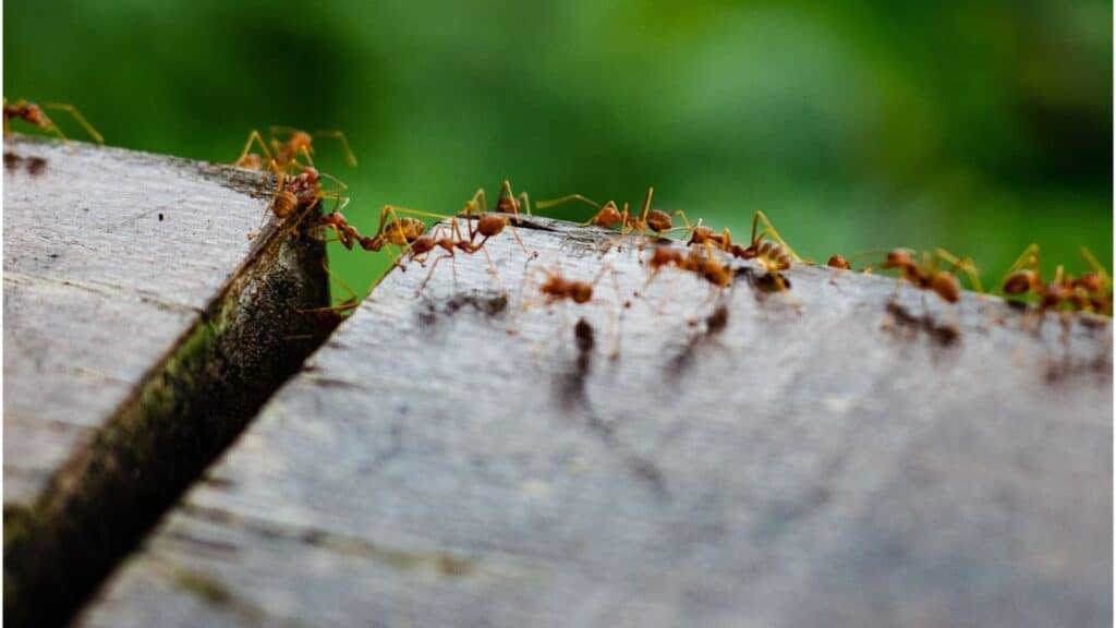 Trail of Pharaoh ants infesting a property in London. These ants can mechanically spread harmful bacteria and pathogens through contact with food sources and surfaces.