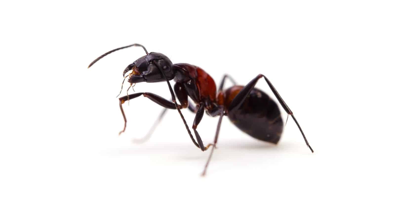 Ant control in London, showing a black ant. Obsidian are a professional pest control company in London experienced in dealing with small to complex ant infestations.