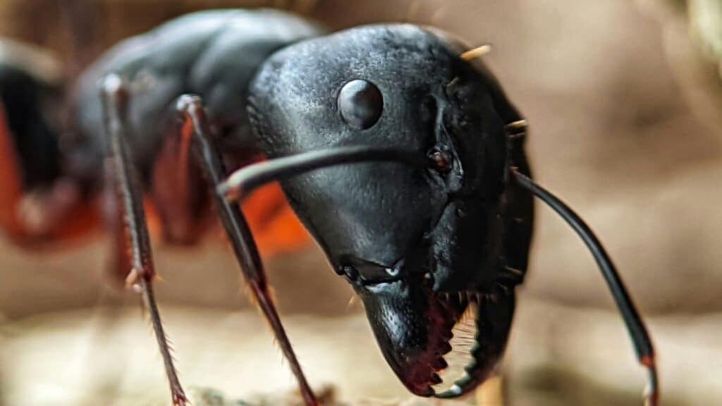 Up close of a common black/garden ant in London. Its sharp pincers used to hunt and forage food and supplies for nesting. Obsidian are an accredited pest control professional who have 65+ years combined ant control experience in London.